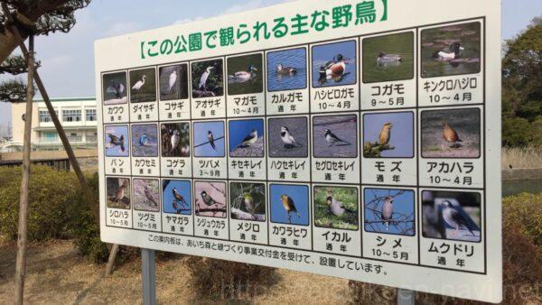 幸田中央公園鳥