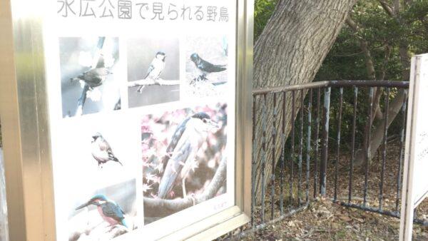名古屋市緑区水広公園野鳥