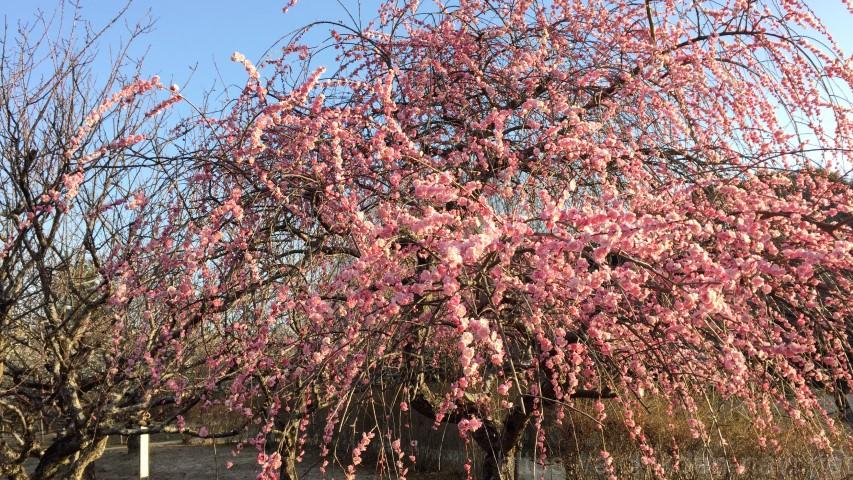 豊田市平芝公園梅