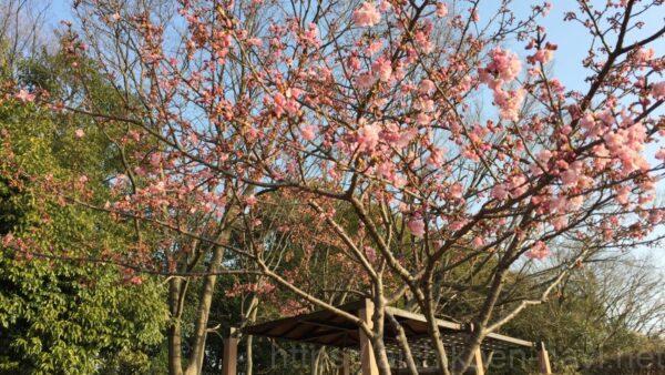 みよし市三好公園梅、桜