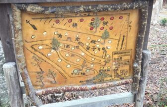 幸田町彦左公園桜