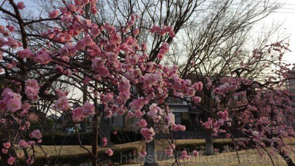 安城市篠目公園桜