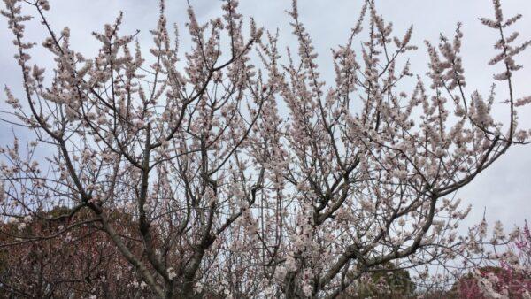 知多市佐布里 緑と花のふれあい公園梅
