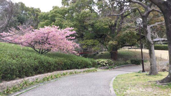 東浦町於大公園桜