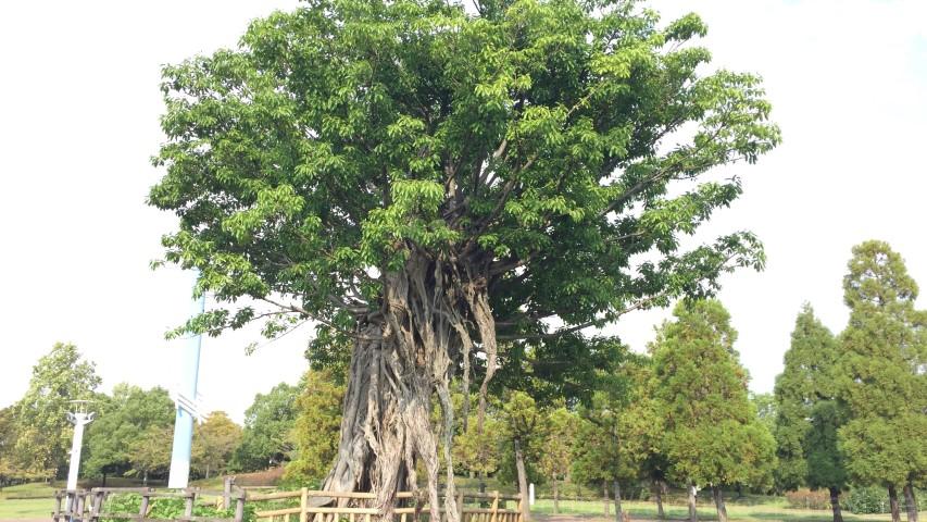 名古屋市熱田区白鳥公園木
