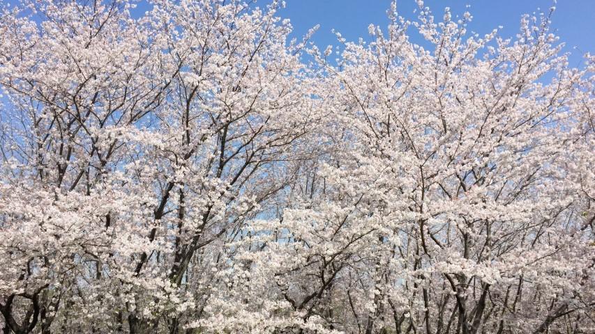 知多市 ベティさんの家旭公園桜